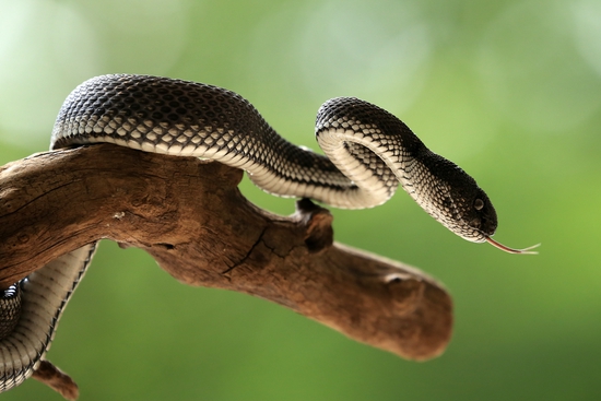 Poisonous snakes of the world