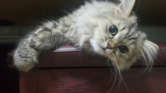 Cat breeds in india