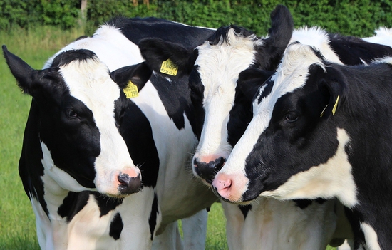 Dairy farming