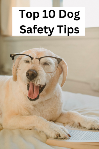 Top 10 Dog Safety Tips