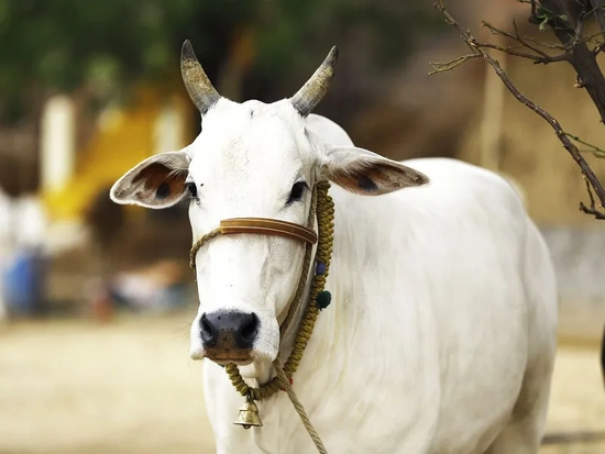 गौ पालन पंजीकरण