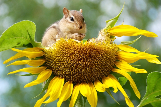 Animals eat both plants and animals