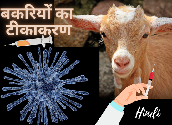 बकरियों का टीकाकरण