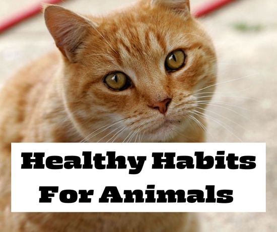  Healthy Habits For Animals
