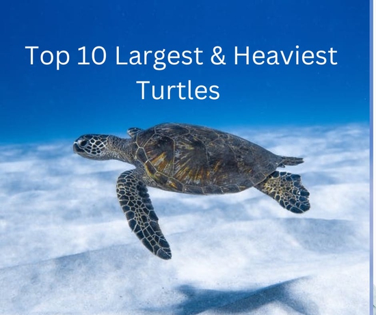 Top 10 Largest & Heaviest Turtles