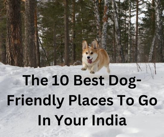  The 10 Best Dog-Friendly Places To Go In Your India