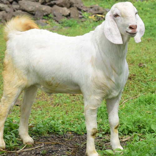 Top 5 Supplements for Goats