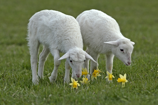 Sheep Farming