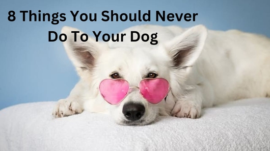 8 Things You Should Never Do To Your Dog