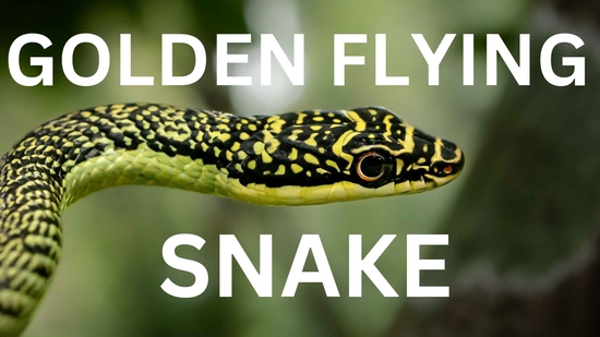 Golden Flying Snake