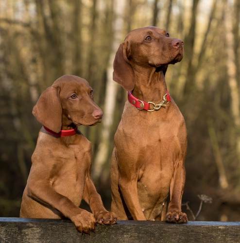 Cute dog breeds