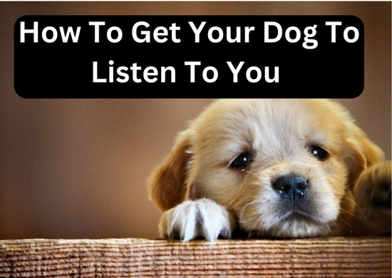 How To Get Your Dog To Listen To You
