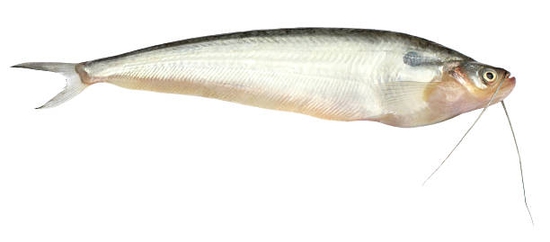 pabda fish