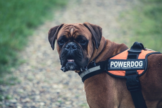 Dangerous Dogs
