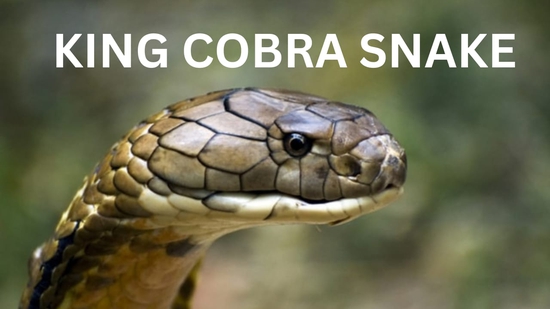 King Cobra