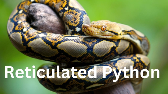 Reticulated Python