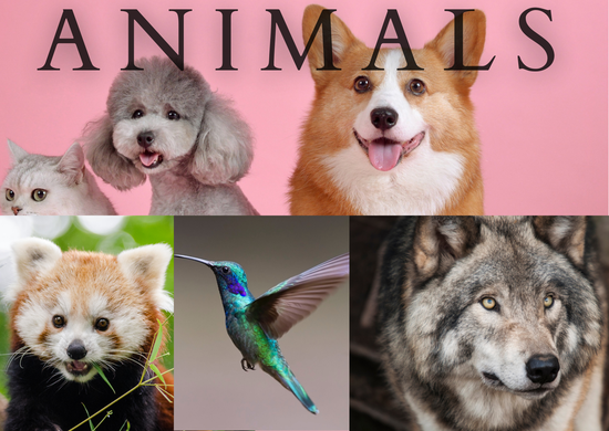 Animals