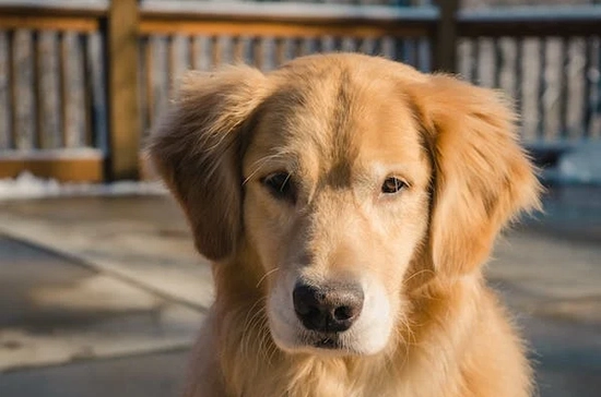 Top 10 Smartest Dog Breeds