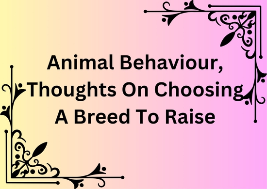 Animal Behavior, Thoughts On Choosing A Breed To Raise