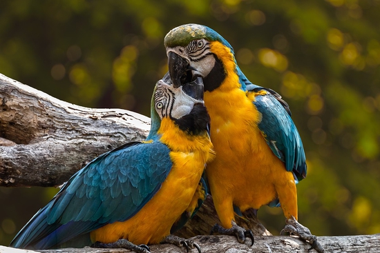 Types of parrot