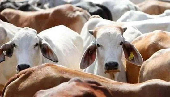 लम्पी स्किन डिजीज 
