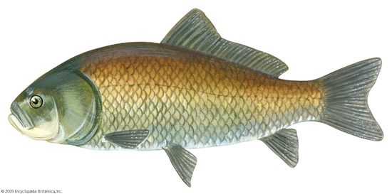 Fish Farming Business