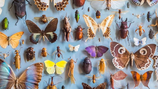 Insect name