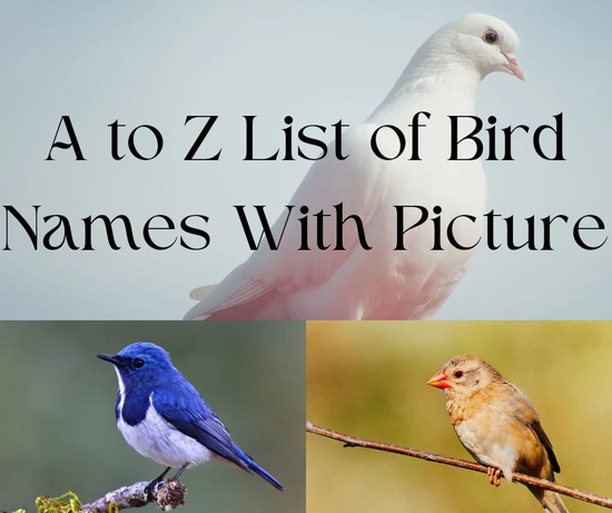 A to Z List of Bird Names With Picture