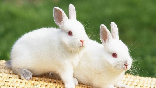 Top Ten Best Pets in The World