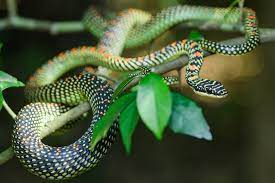 snake