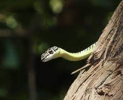 snake
