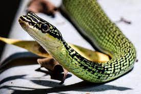 Snake