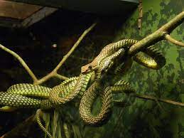 snake