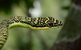 snake