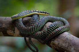 Snake