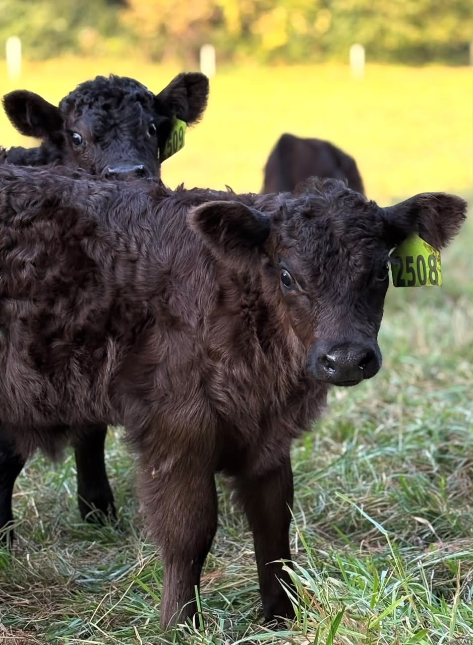Bull