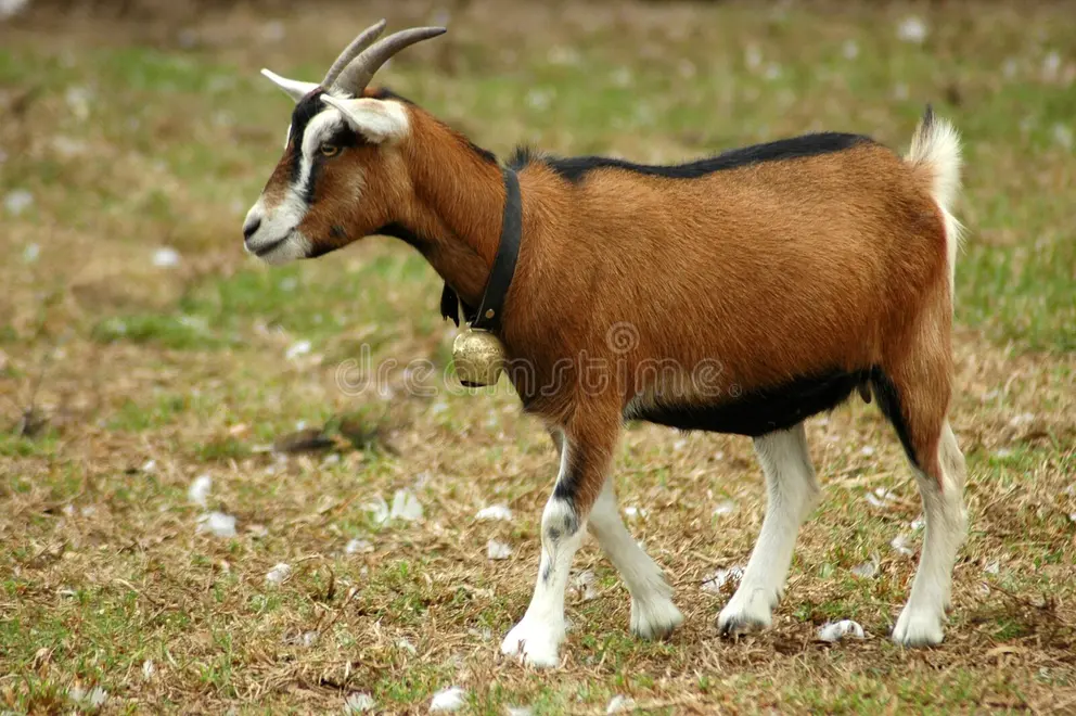 goat