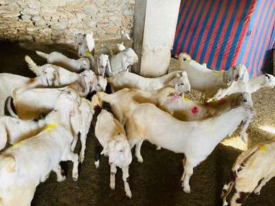 SD GOAT FARM KISHANGARH 
