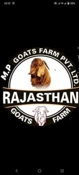 MP GOAT FARM AJMER RAJASTHAN