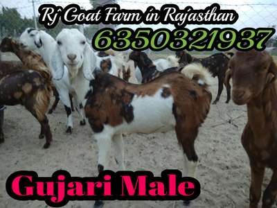 Rj Goat Farm in Rajasthan 