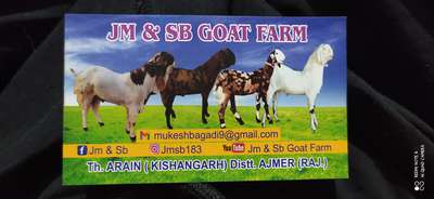 Jm & sb goat farm kishangarh
