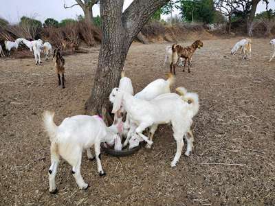 Hitesh goat farm ajmer.9252235766