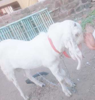 Seller in India