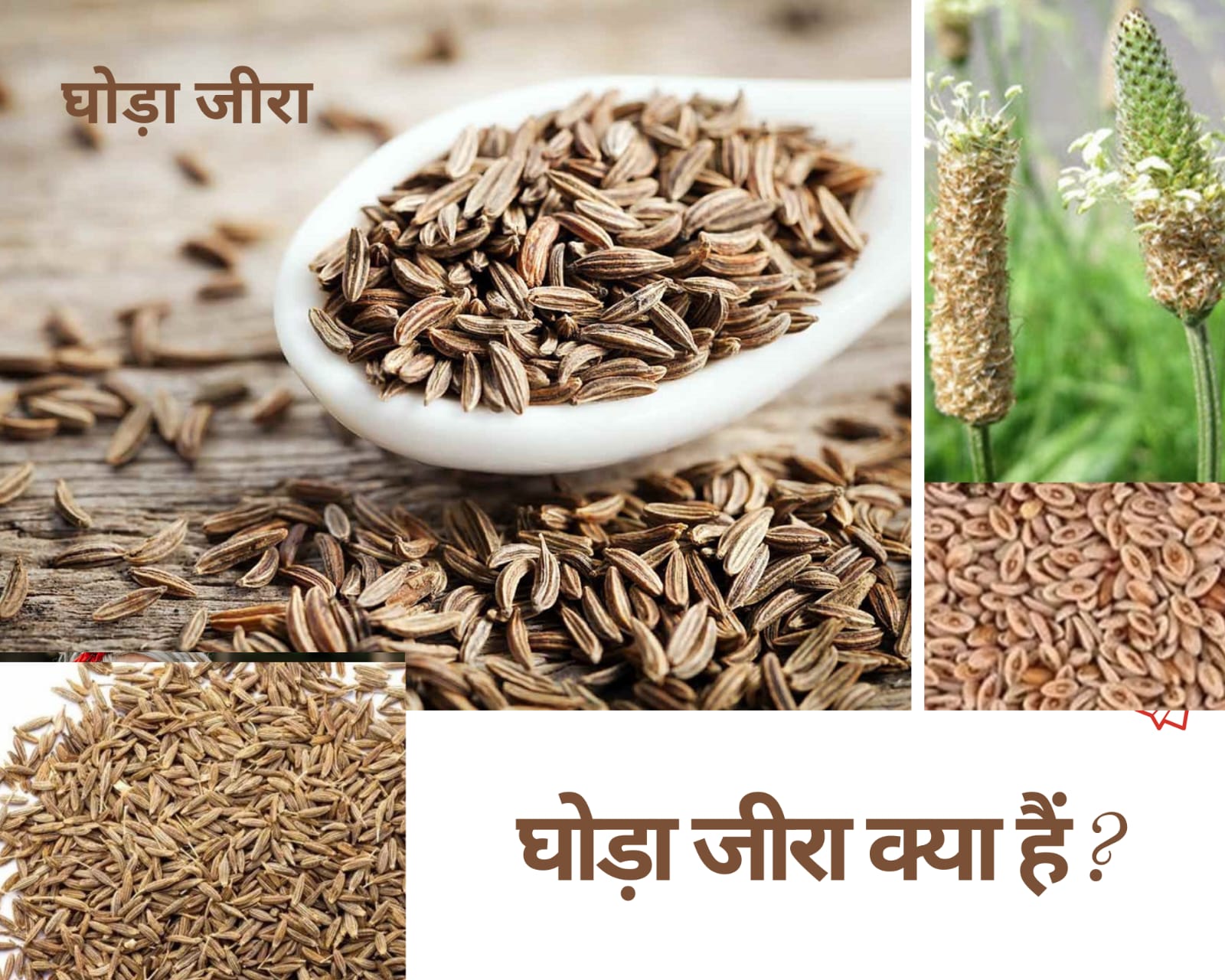 घोड़ा जीरा क्या हैं ?