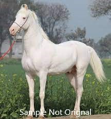 Nukra baby horse — photo 3