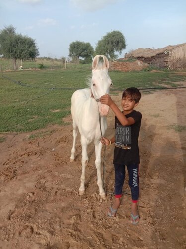 Nukra baby horse — photo 4
