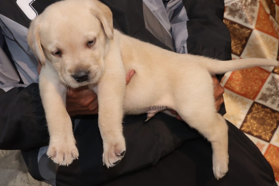 Golden Labrador — photo 2