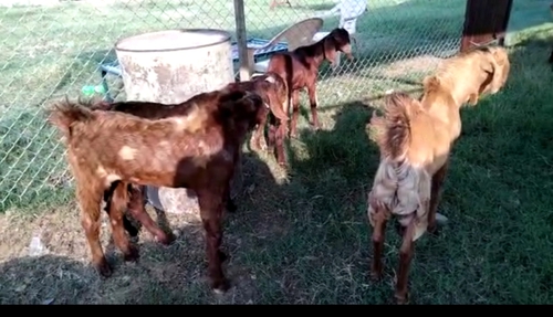 Sirohi Goat — photo 2