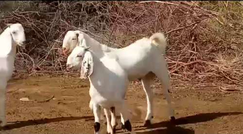 Sojat Goat — photo 2