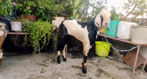 Malwa Goat — photo 2